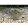 Corydora agassizi x 1