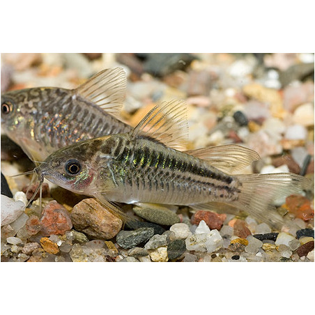 Corydora elegans x 1