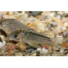 Corydora elegans x 1
