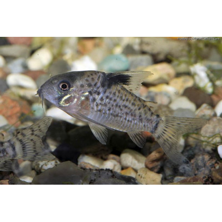 Corydora de puntos x 1