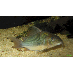 Corydora verde x 1