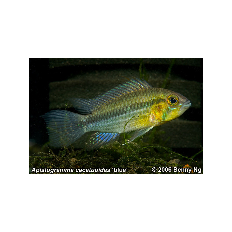 Apistogramma cacatuoides x 1