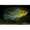 Apistogramma cacatuoides x 1
