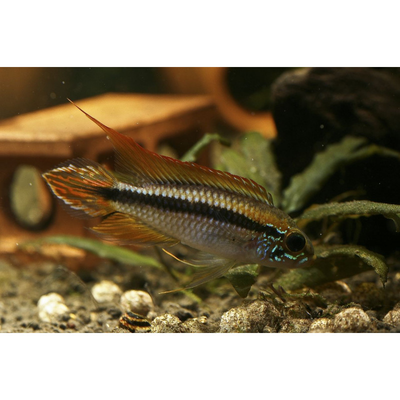 Apistogramma agassizi x 1