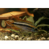 Apistogramma agassizi x 1