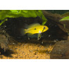 Apistogramma agassizi x 1