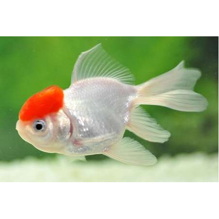 Bailarina oranda red cap x 1