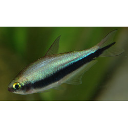 Tetra Emperador Azul x 12