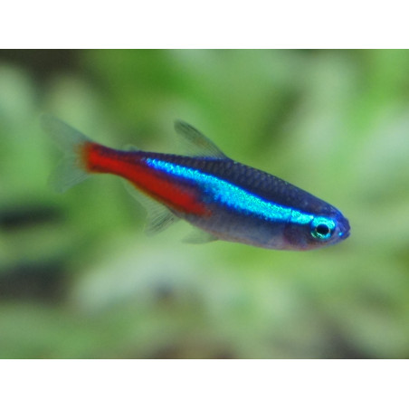 Tetra neón pequeño x 12