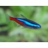 Tetra neón pequeño x 12