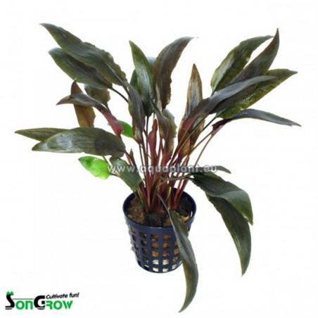 Cryptocoryne roja x 1
