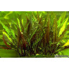 Cryptocoryne roja x 1