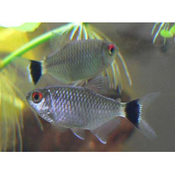 Tetra Santa Filomena x 3