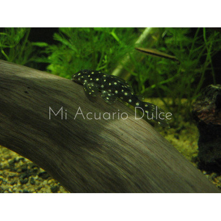 Cucha punto de oro x 1