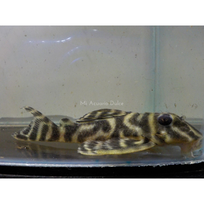 Cucha cebra Inírida x 1