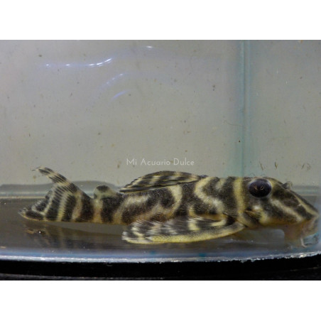 Cucha cebra Inírida x 1