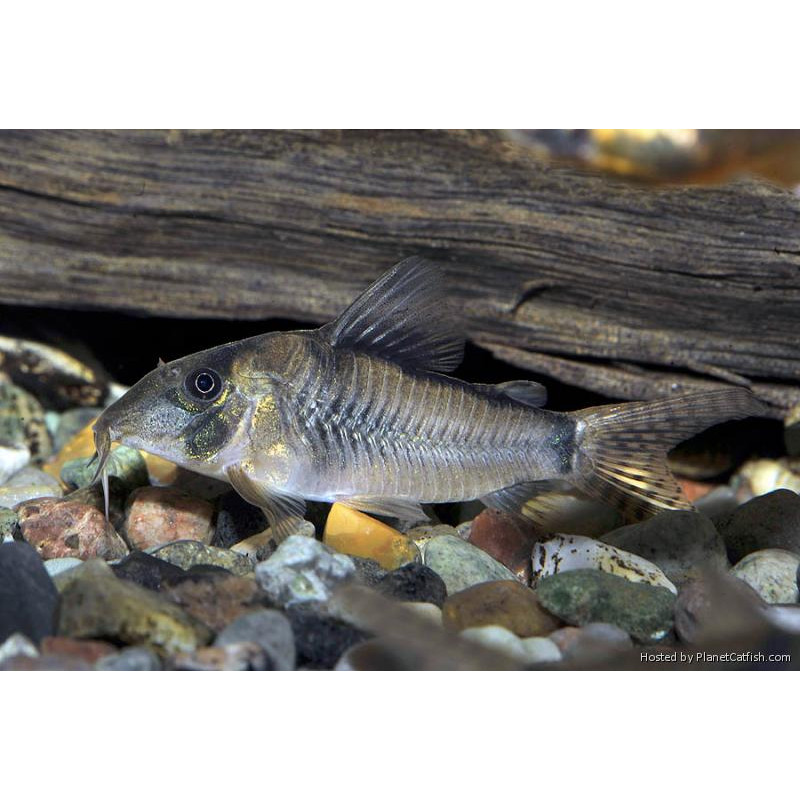 Corydora olga x 1