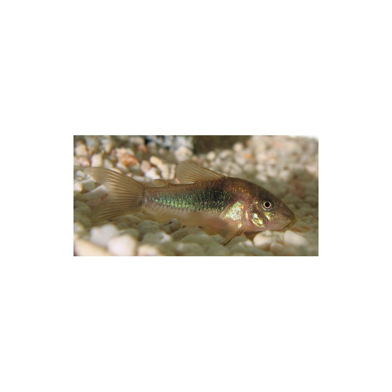 Corydora bronce x 1