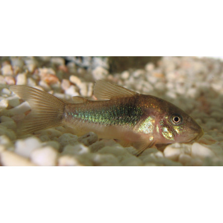 Corydora bronce x 1