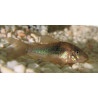 Corydora bronce x 1