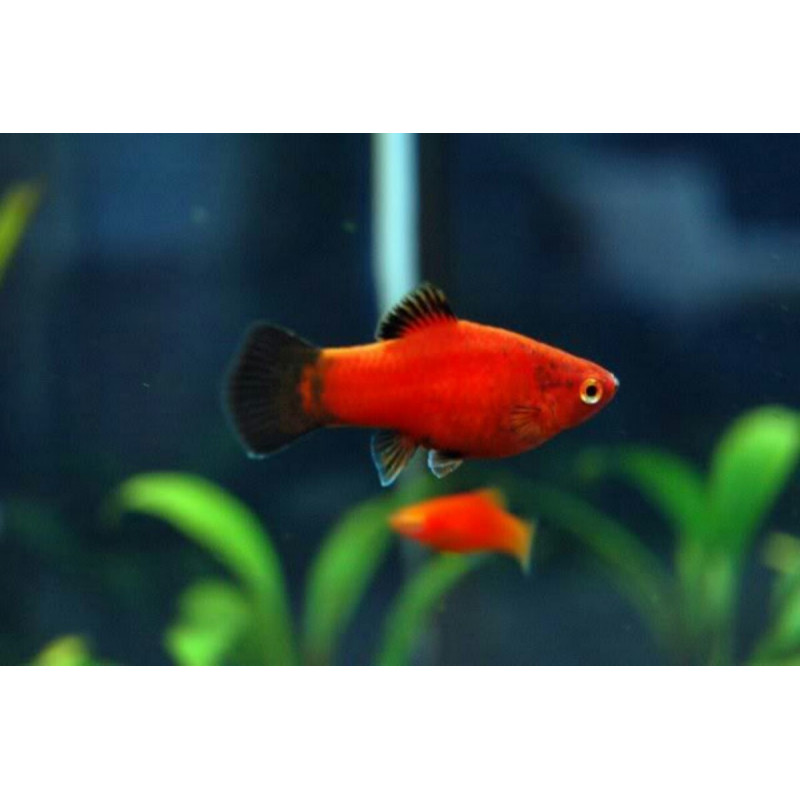 Platy x 1