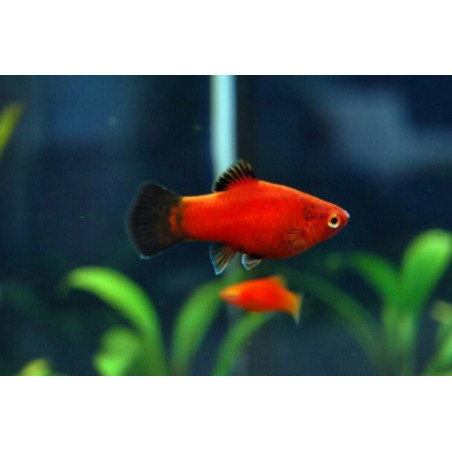 Platy x 1