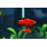 Platy x 1