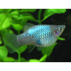 Platy x 1
