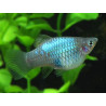 Platy x 1