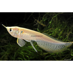 Arawana plateada pequeña x 1