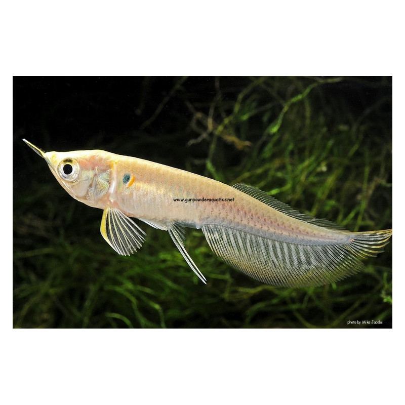 Arawana plateada pequeña x 1