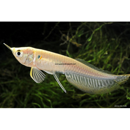 Arawana plateada pequeña x 1