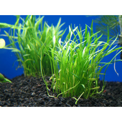 Lilaeopsis brasiliensis x 1