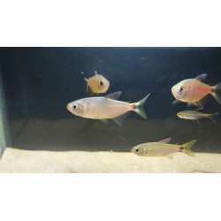 Tetra marilore x 6
