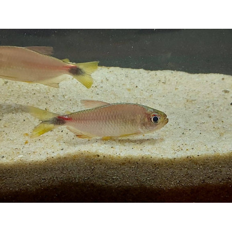 Tetra marilore x 6