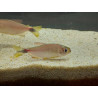 Tetra marilore x 6