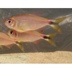 Tetra marilore x 6