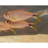 Tetra marilore x 6