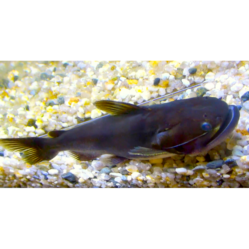 Ballenita de agua dulce x 1