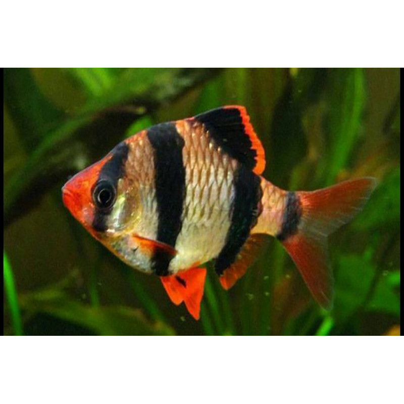 Barbus sumatrano x 1
