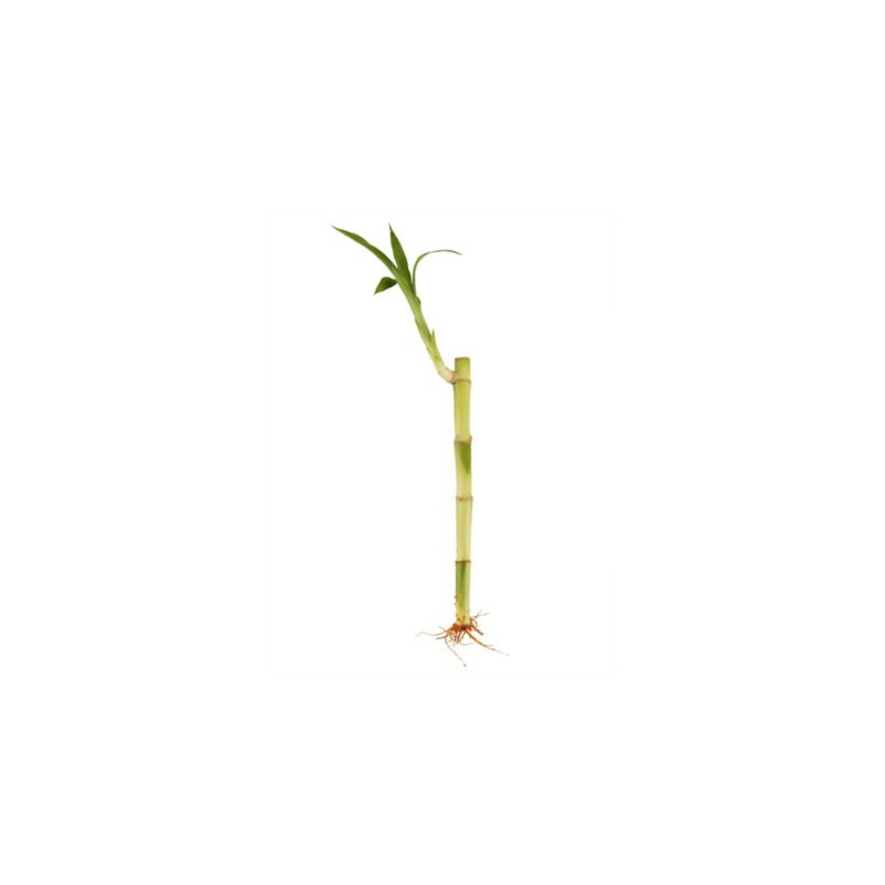 Lucky bambú 13 cm - 40 cm x 1
