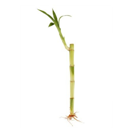 Lucky bambú 13 cm - 40 cm x 1