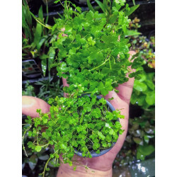 Hidrocotyle tripartita x 1