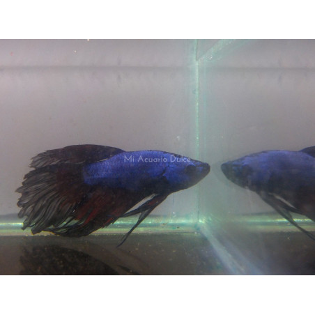 Betta macho x 1