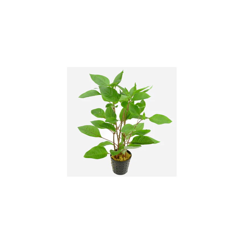 Hygrophila corymbosa x 1