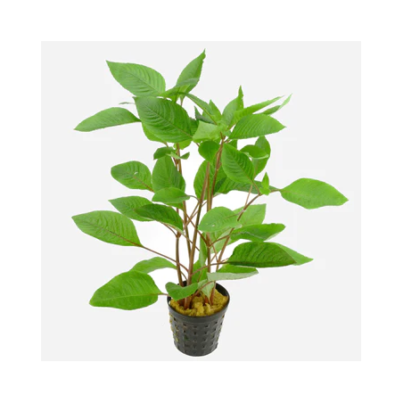 Hygrophila corymbosa x 1