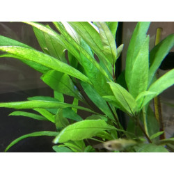 Hygrophila corymbosa x 1