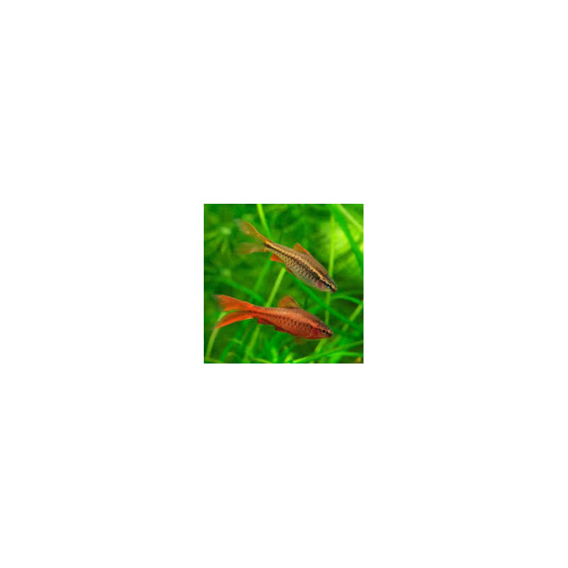 Barbus Cherry x 1